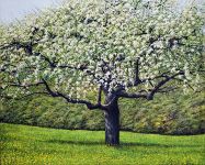 Arthur Woods Nature Paintings: Apfelbaum