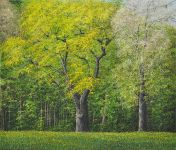 Arthur Woods Nature Paintings: Schüppeleiche