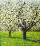 Arthur Woods Nature Paintings: Zwei Apfelbäume
