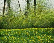 Arthur Woods Nature Paintings: Kaltenbach
