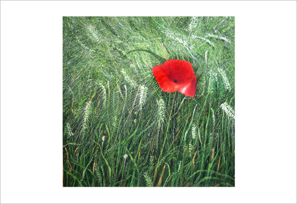 Mohn im Kornfeld